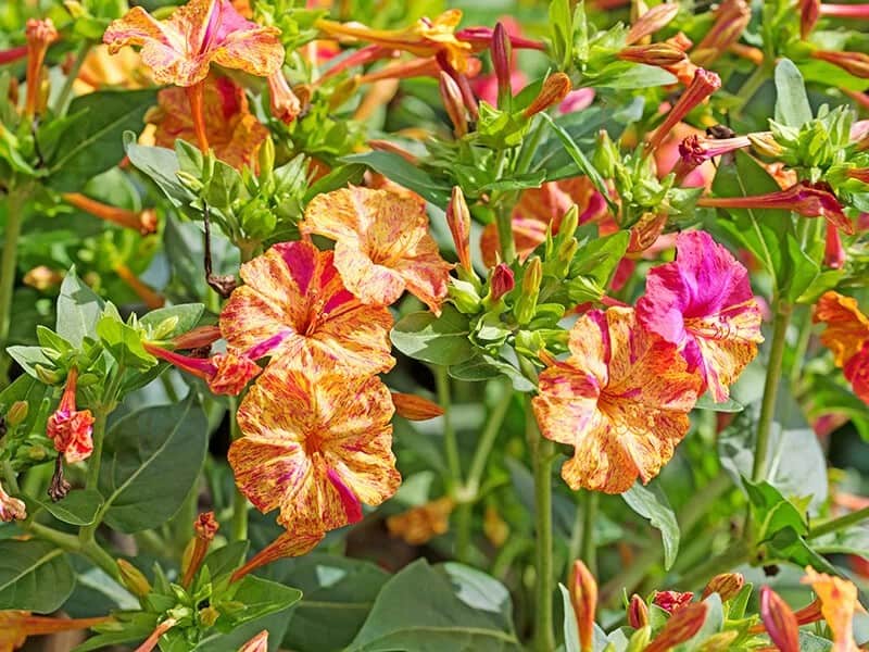 Marvel of the World (Mirabilis Jalapa)