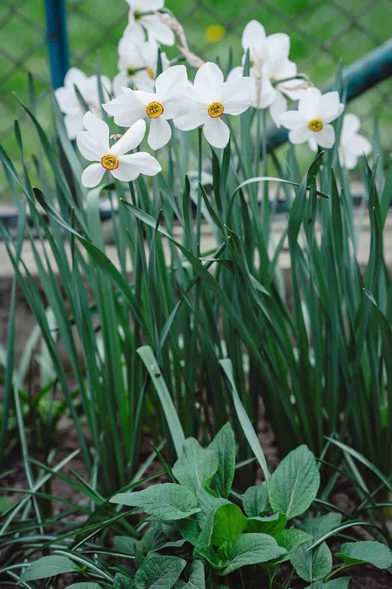 Daffodil (Narcissus Papyraceus)