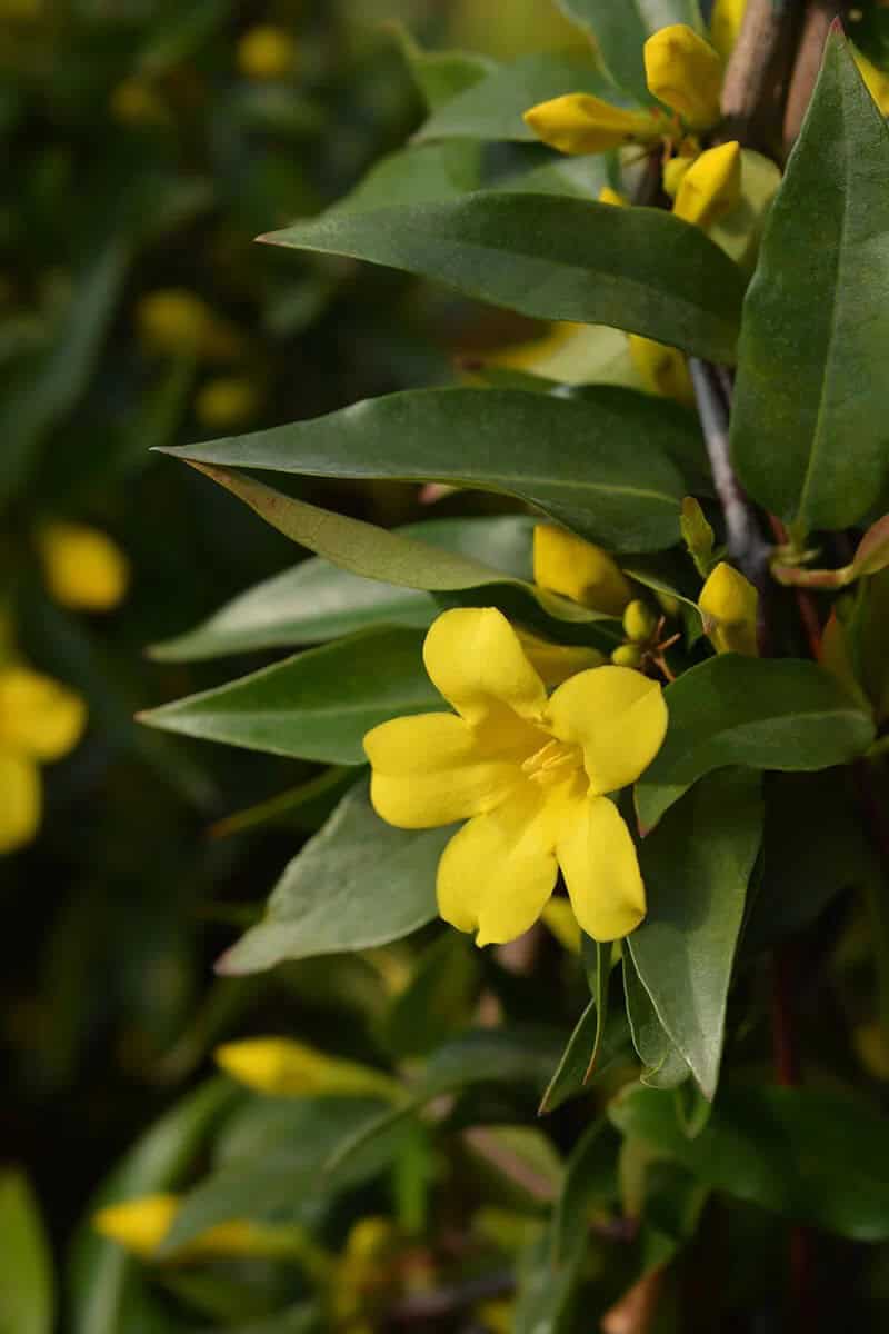 Yellow Jessamine (Gelsemium Sempervirens)