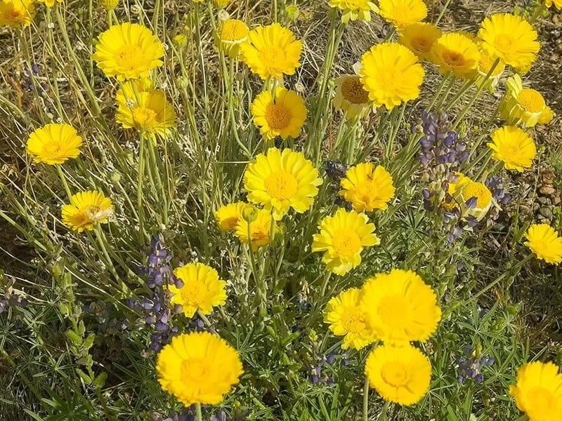 Desert Marigold (Baileya Multiradiata)