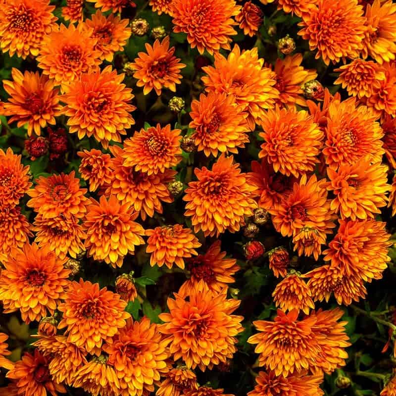 Garden Mums (Chrysanthemum “Queen of Fall Flowers”)