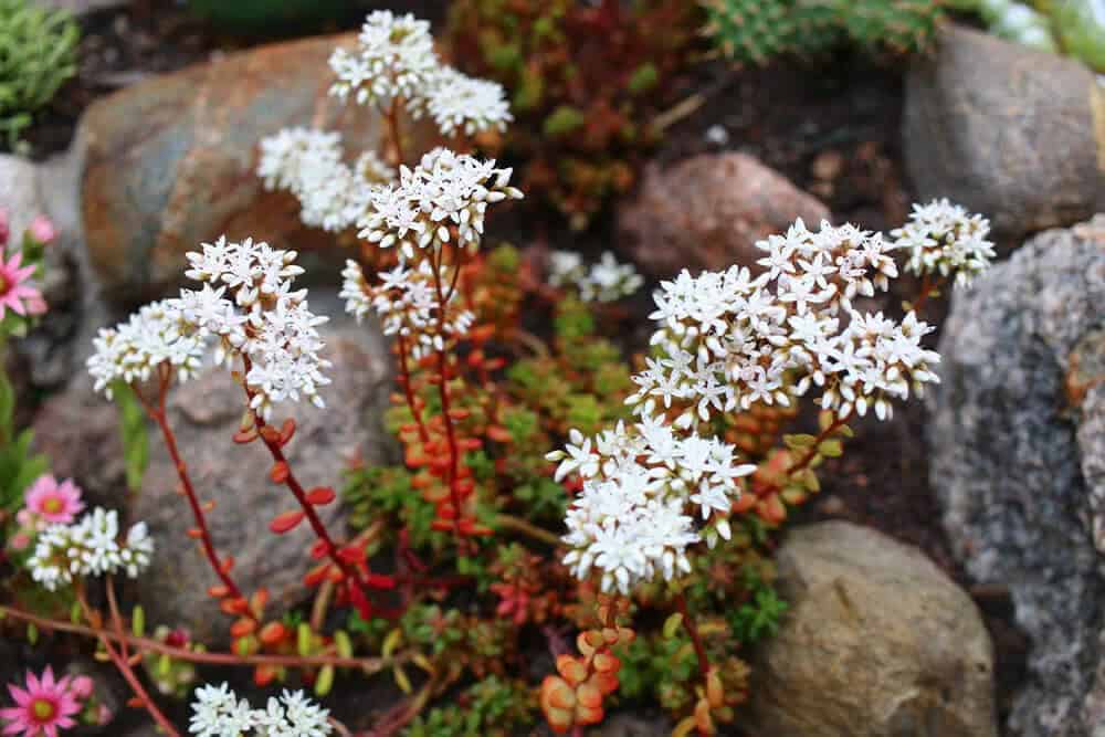 White Stonecrop Sedum (Sedum album)