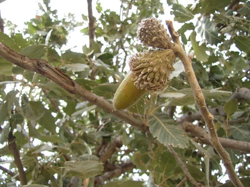 Persian Oak—Brant’s Oak Tree (Quercus Brantii)