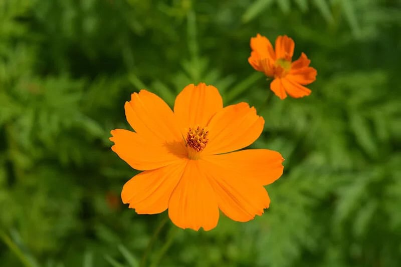 Orange Cosmos (Cosmos Sulphureus)