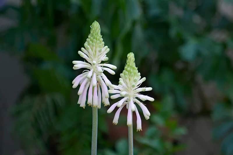 Unicorn Root (Veltheimia Bracteata)