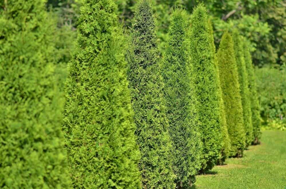 Western Arborvitae (Thuja plicata)