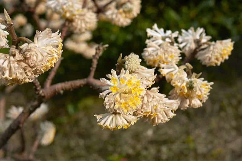 Paperbush (Edgeworthia Chrysantha ‘Snow Cream’)