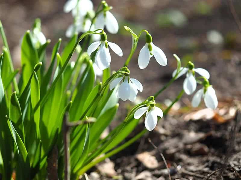 Snow Drop (Galanthus Nivalis)