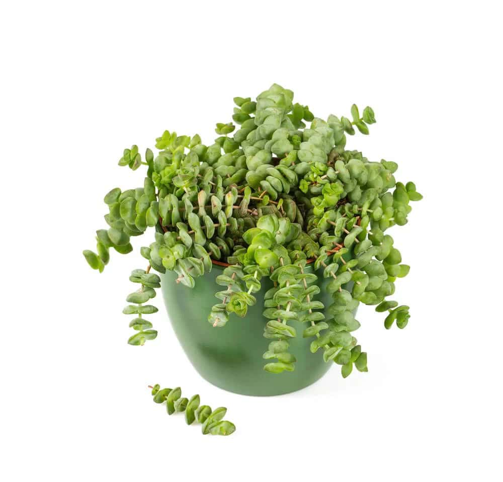 Jade Necklace (Crassula marnieriana ‘Jade Necklace’)