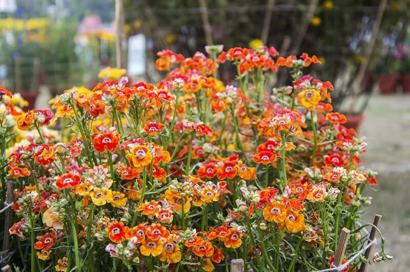 Nemesia (Scientific Name: Serengeti Sunset)