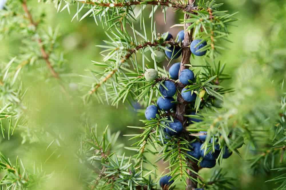 Common Juniper (Juniperus communis)