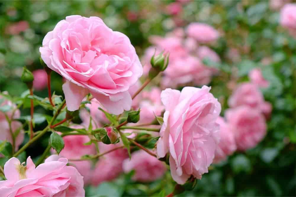 Rose Shrubs (Rosa)