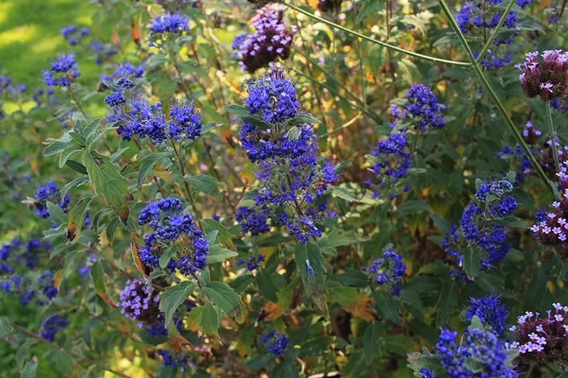 Caryopteris (Caryopteris Clandonensis “Heavenly Blue”)