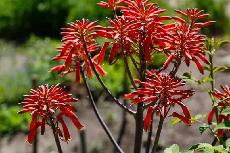 Lace Aloe (Aloe Aristata)