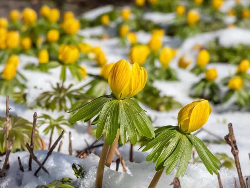 Winter Aconite (Eranthis Hyemalis)