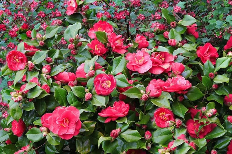 Camellia (Camellia Japonica ‘April Dawn’)