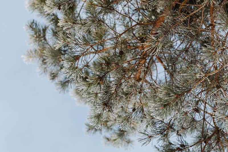 The Ponderosa Pine (Pinus Ponderosa)