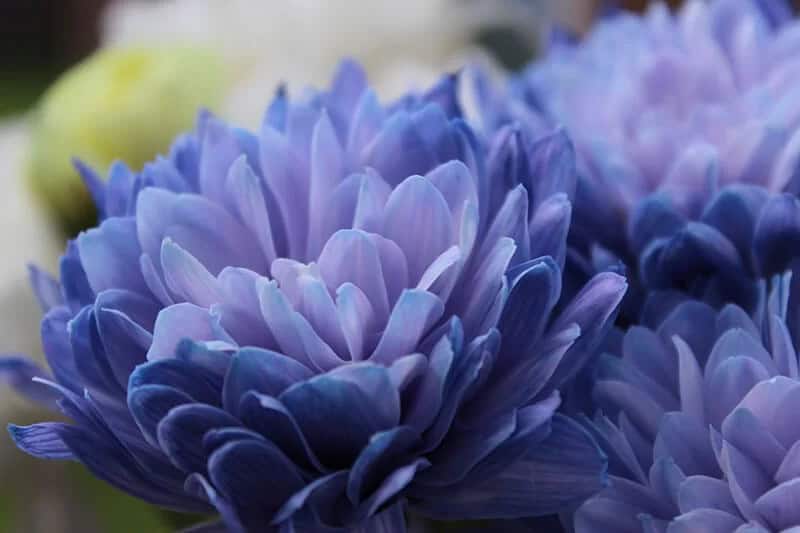 Blue Dahlia