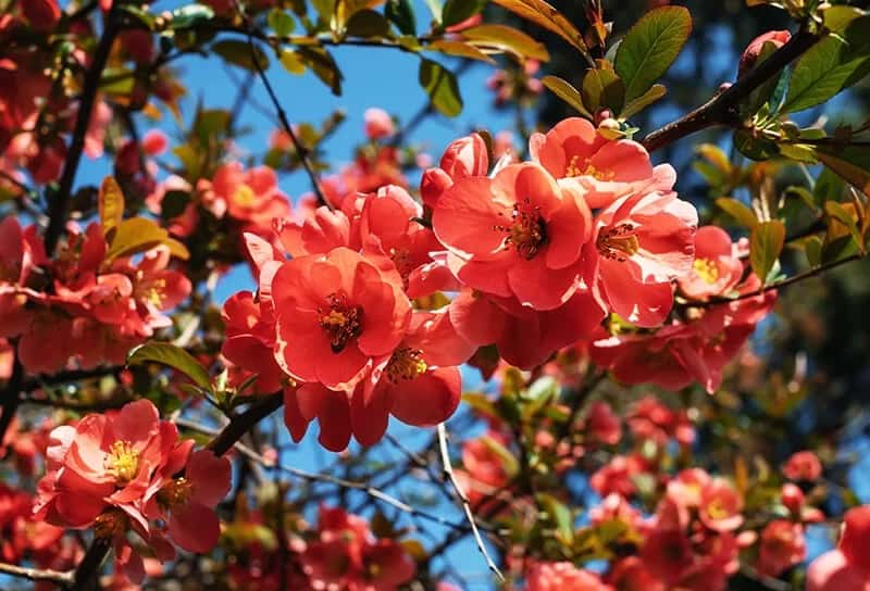 Japanese Quince (Chaenomeles Japonica)