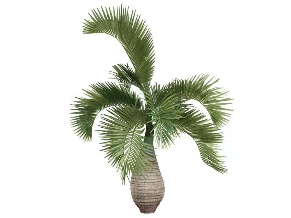 Bottle Palm Tree (Hyophorbe lagenicaulis)