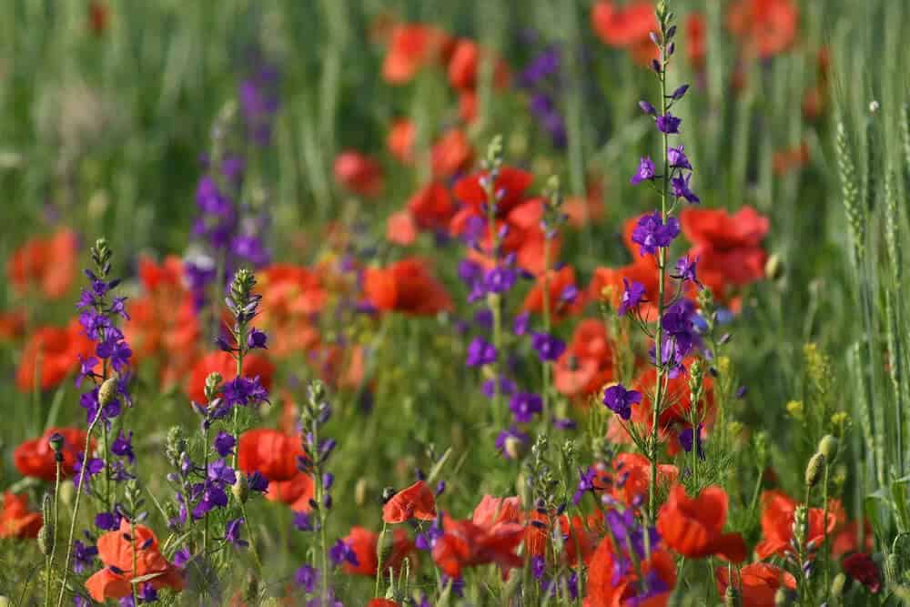 Oriental Poppy (Papaver orientale)