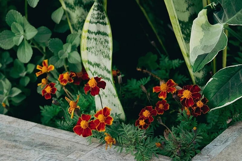 Signet Marigold (Tagetes Tenuifolia)