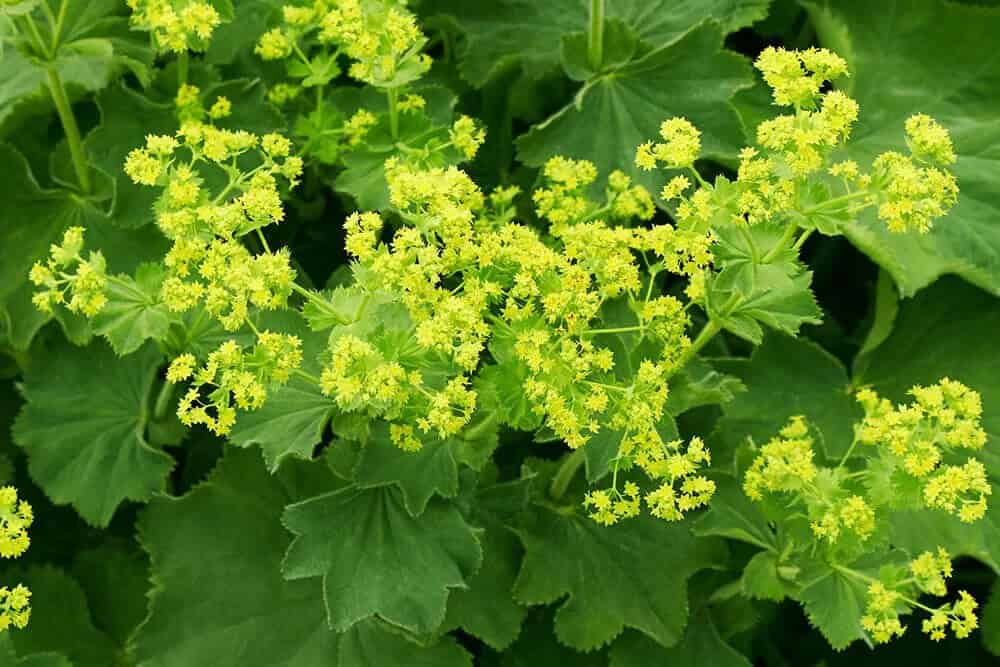 Lady’s Mantle (Alchemilla mollis)