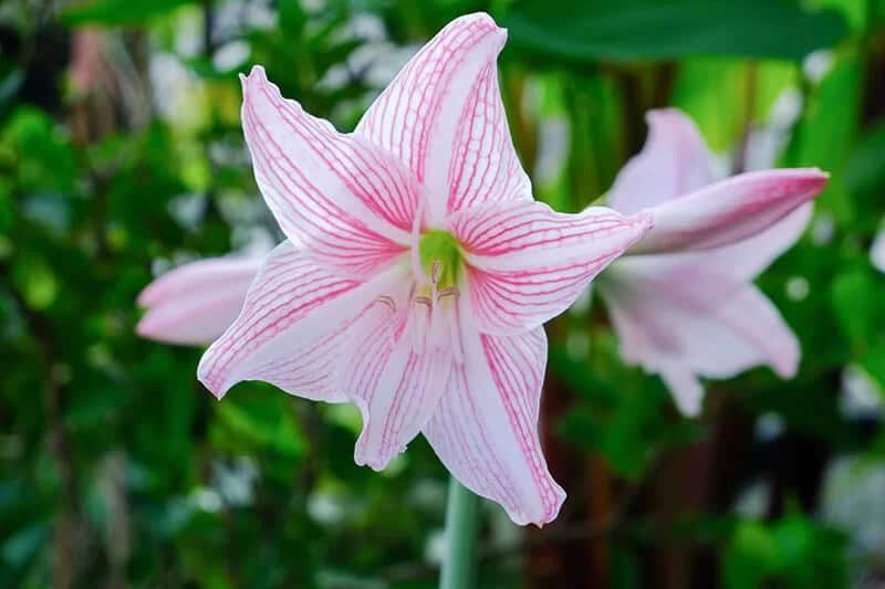 ‘Bright Star’ Lily