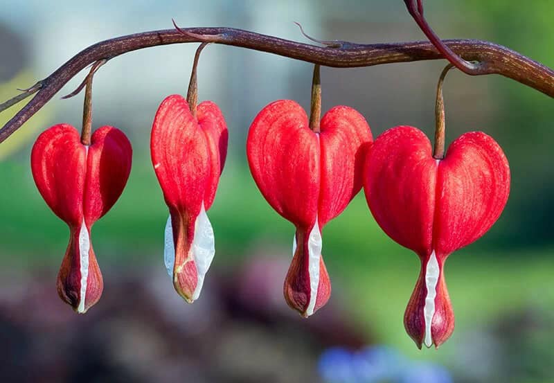 Bleeding Heart (Lamprocapnos Spectabilis ‘Hordival’ Valentine)