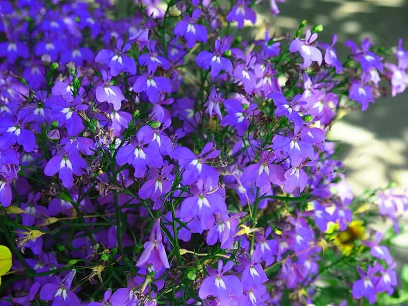 Lobelia (Lobelia)