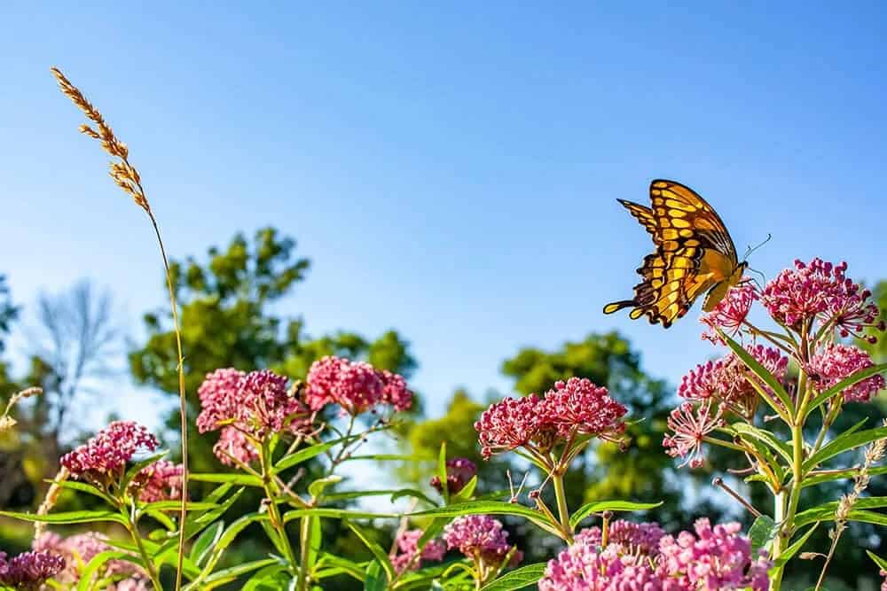 Swamp Milkweed (Asclepias incarnata)