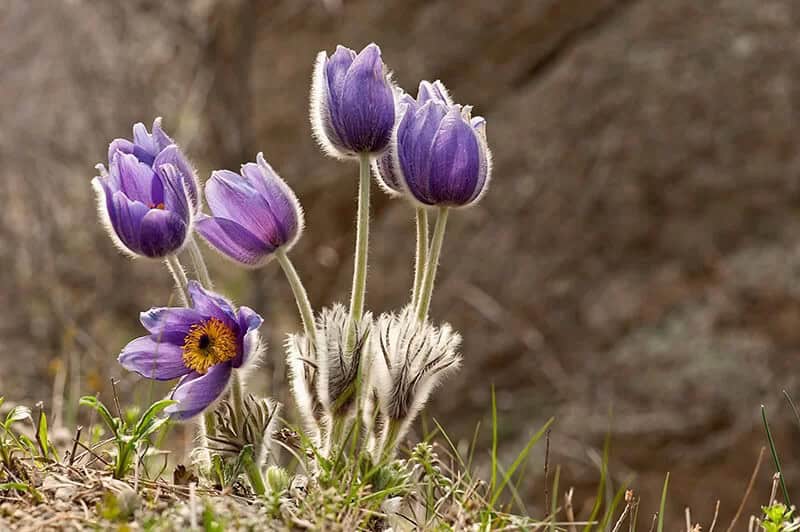 Eastern Pasqueflower (Pulsatilla Patens)