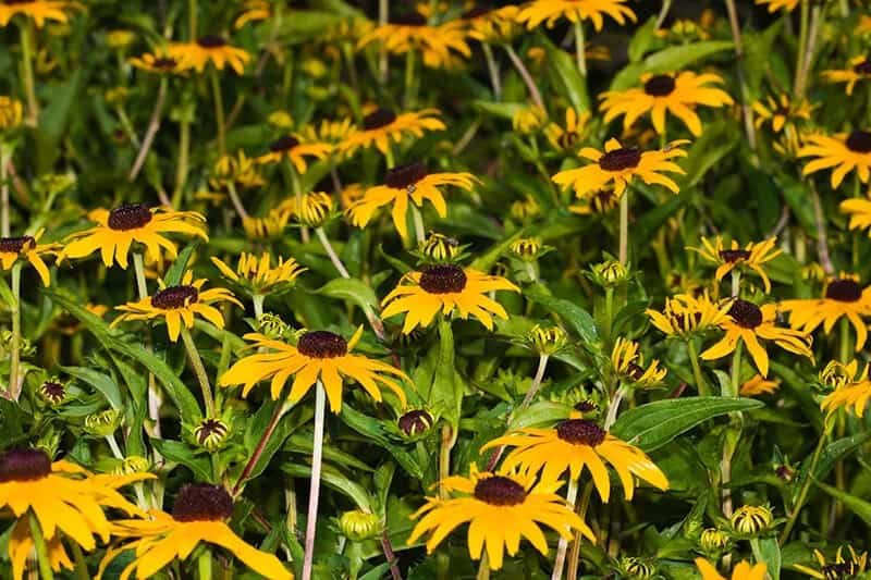 Black-Eyed Susan (Rudbeckia Hirta ‘Cappuccino’)