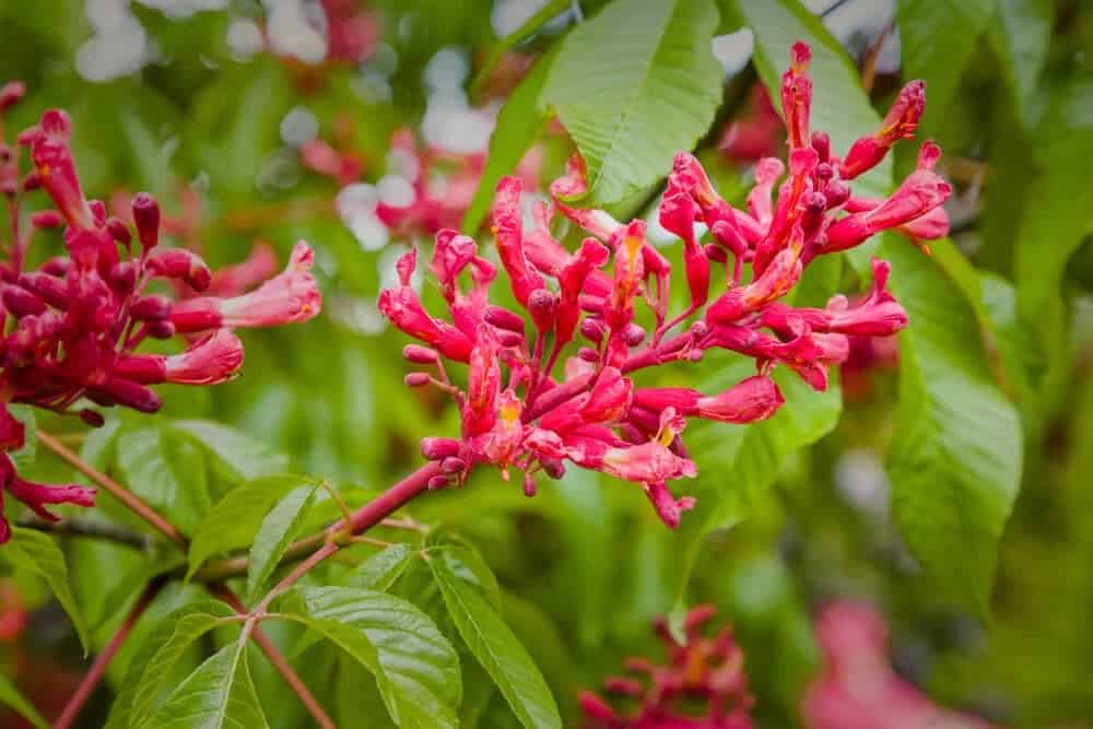 Buckeye (Aesculus spp.)