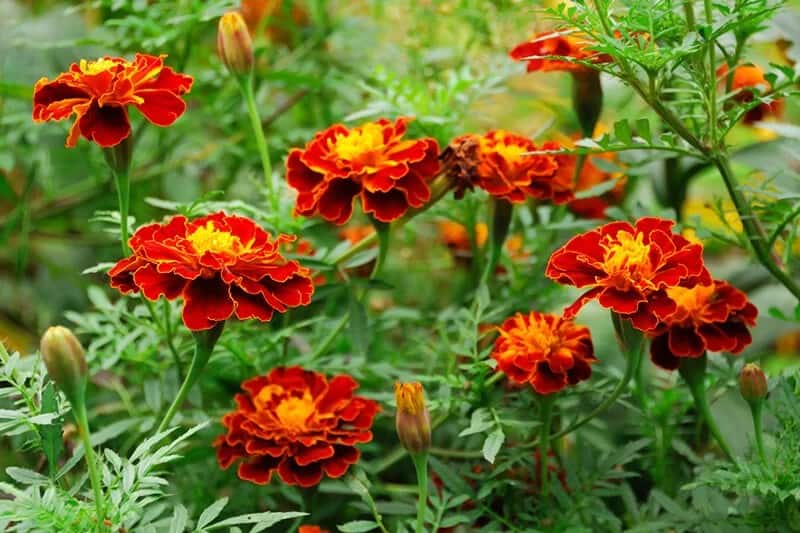 Marigold (Tagetes)