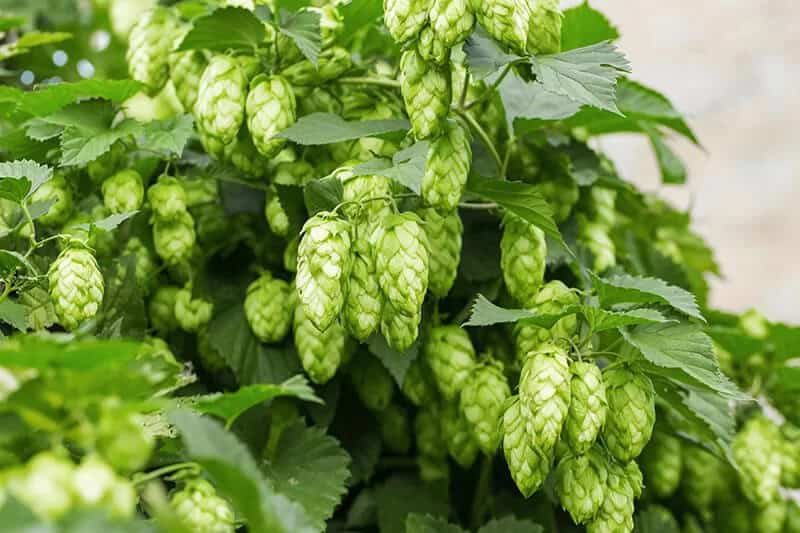 Hops (Humulus Lupulus ‘Cascade’)