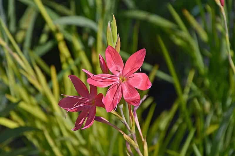 Crimson Flag (Hesperantha Coccinea)