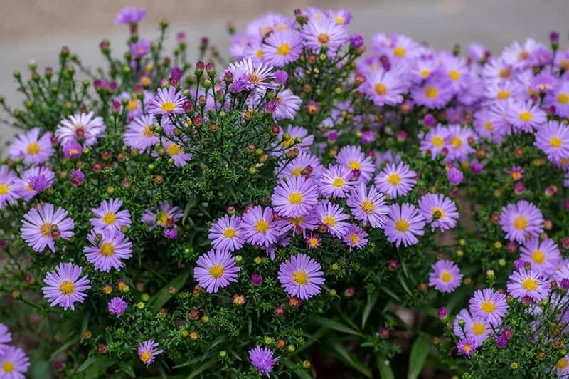 Aster (Symphyotrichum)