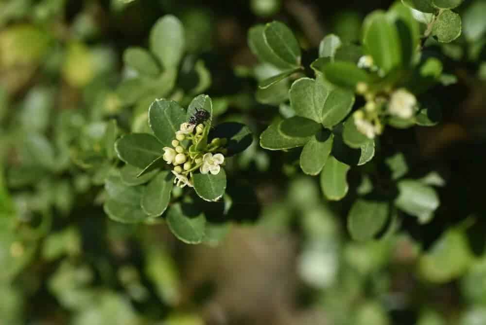 Japanese Holly (Ilex crenata)