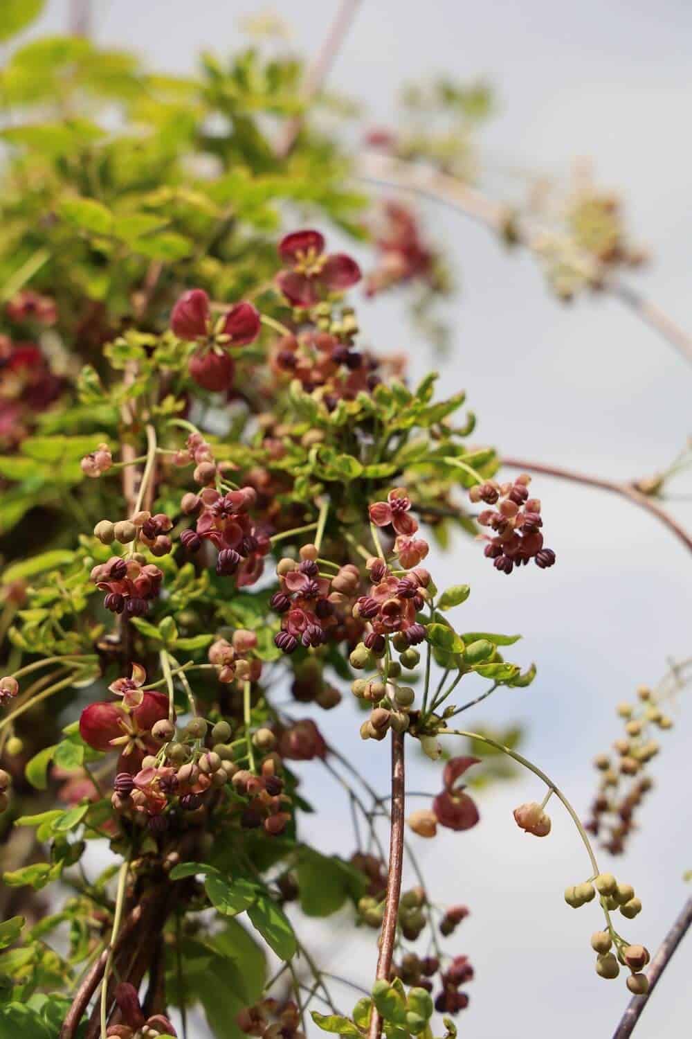 Chocolate Vine (Akebia quinata)