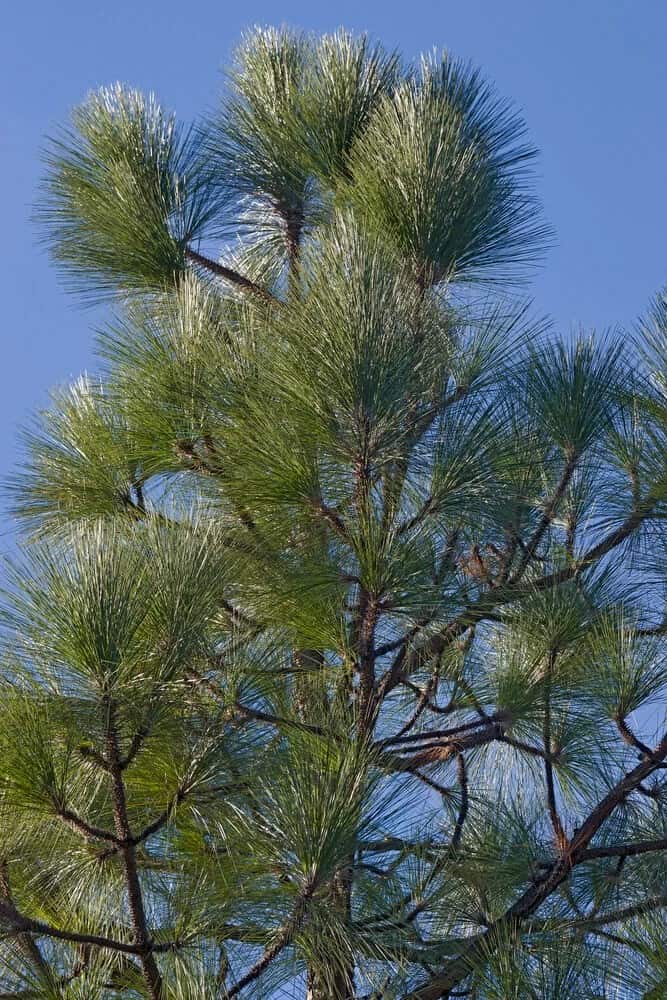 Gray Pine (Pinus sabiniana)