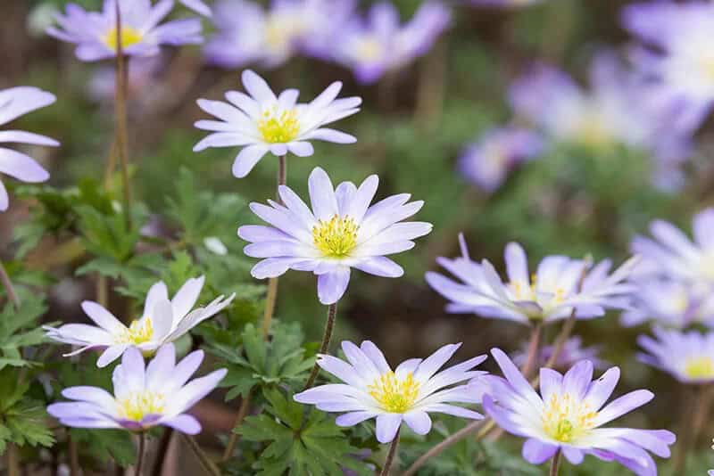 Sapphire Anemone (Anemone Blanda)