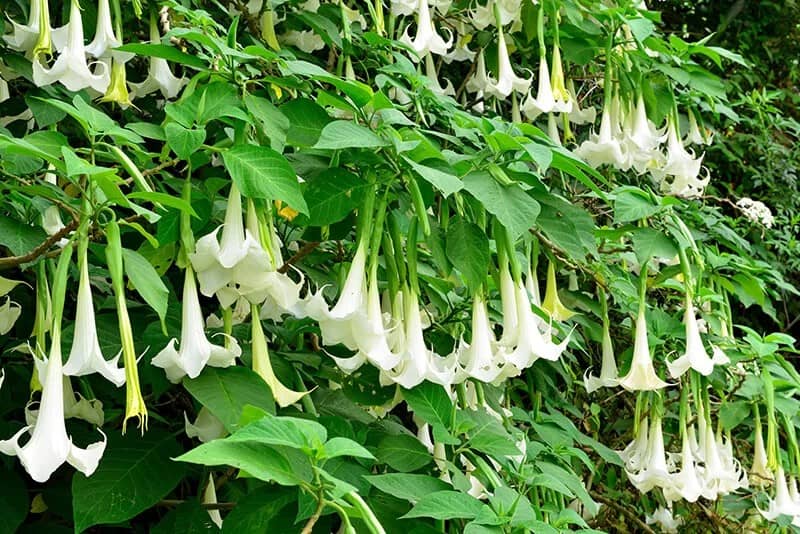 Angel Trumpet (Brugmansia × Candida)