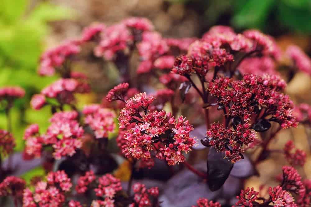 Stonecrop (Sedum ‘Purple Emperor’)