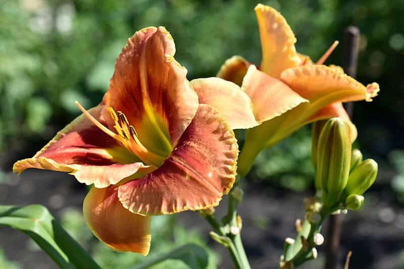 Tetraploid Daylily (Hemerocallis ‘Golden Tear Drops’)