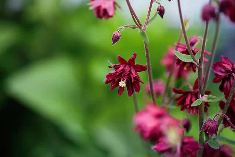 Columbine (Aquilegia Vulgaris var. Stellata ‘Ruby Port’)