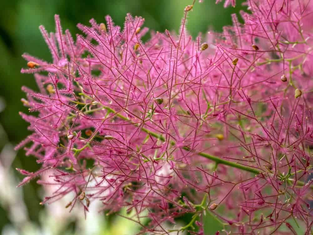 Royal Purple Smoke Tree (Cotinus Coggygria)