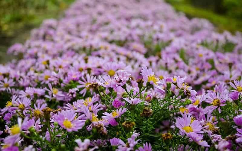 Swamp Aster (Symphyotrichum Puniceum)