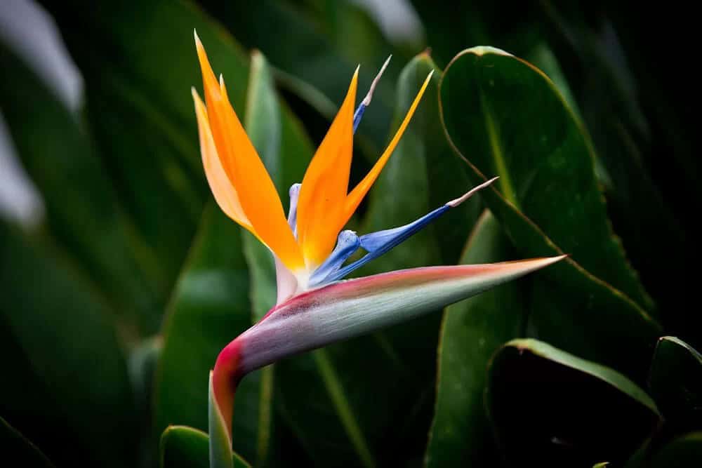 Bird of Paradise (Strelitzia reginae)