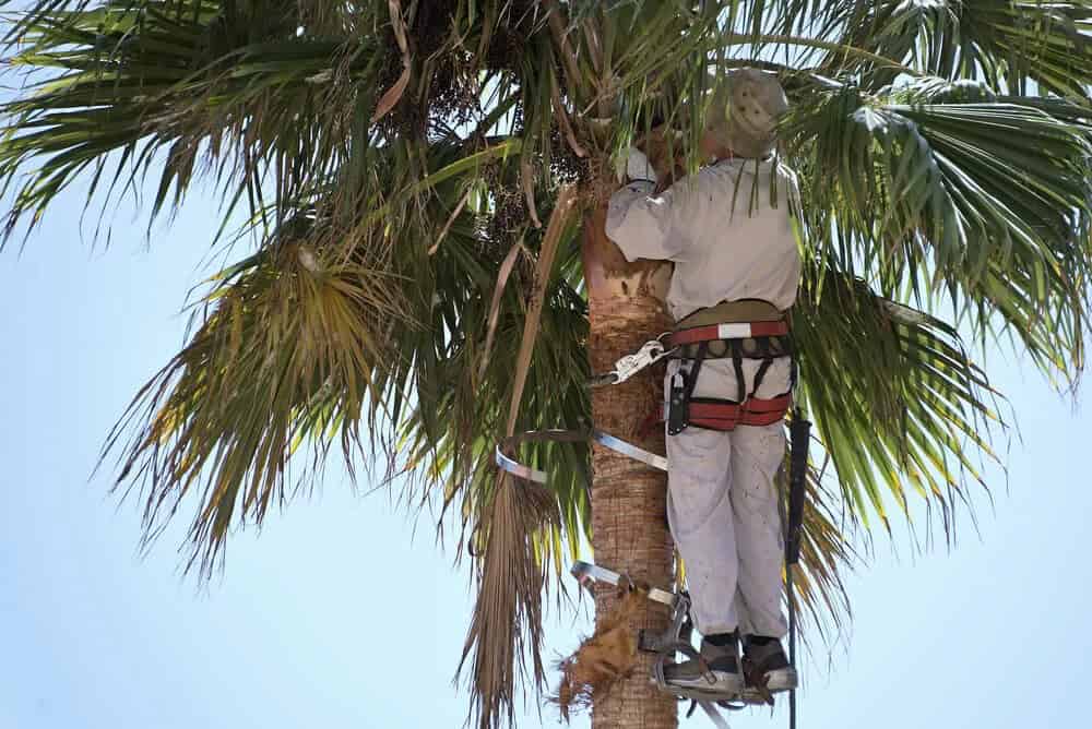 King Palm (Archontophoenix cunninghamiana)